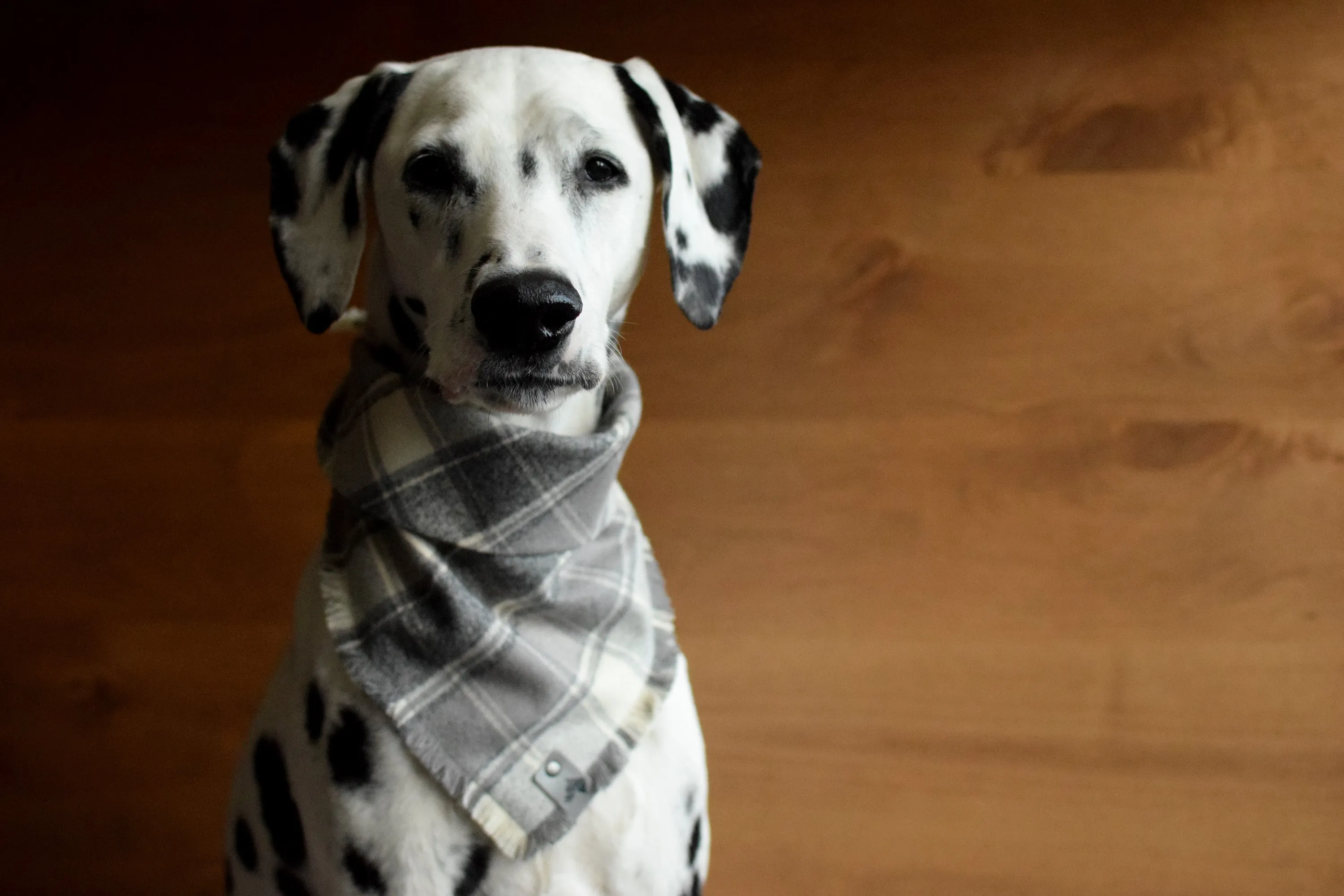 ASH Fringed Flannel Dog Bandana - Snap/Tie On Cotton Scarf