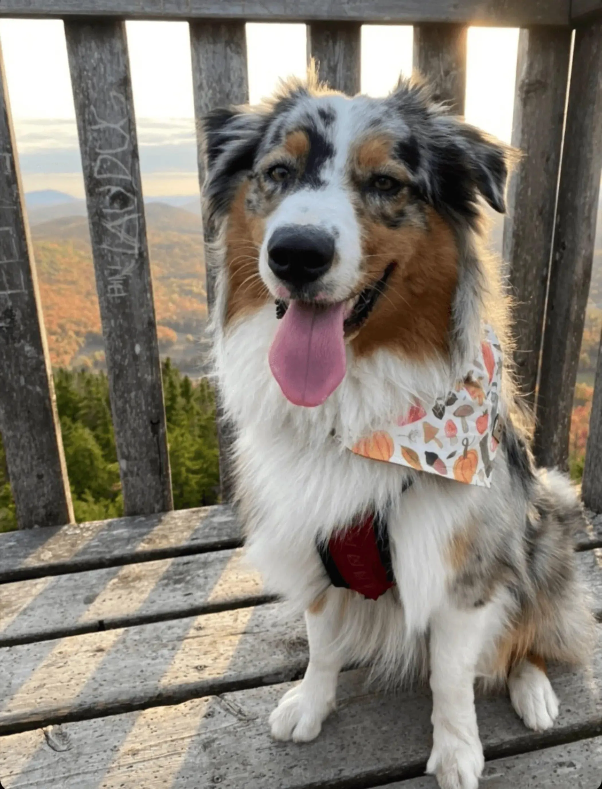 Autumn Fall Bandana