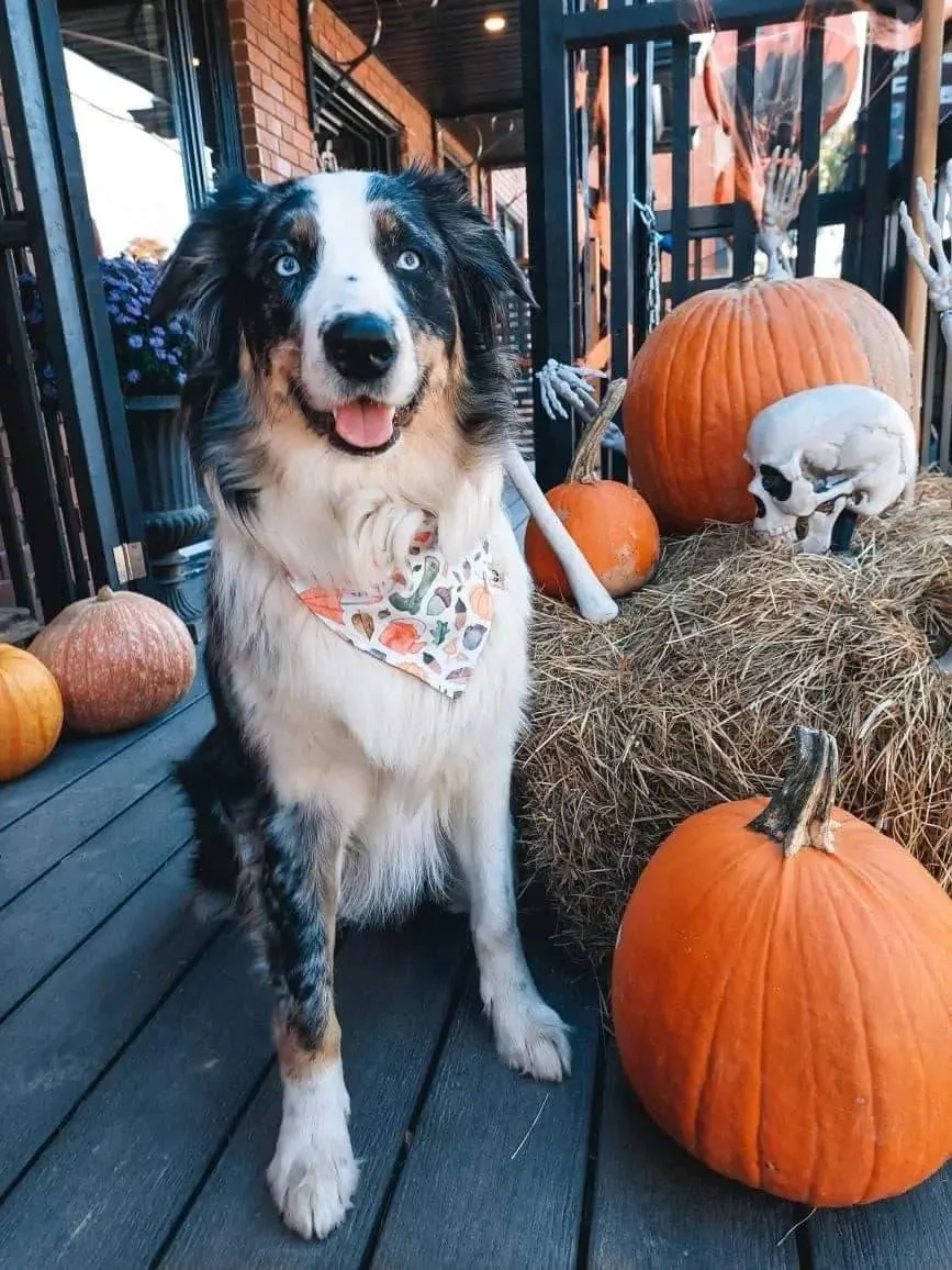 Autumn Fall Bandana