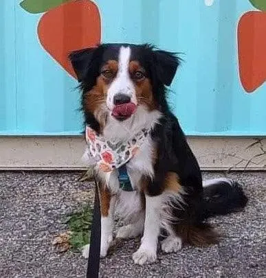 Autumn Fall Bandana