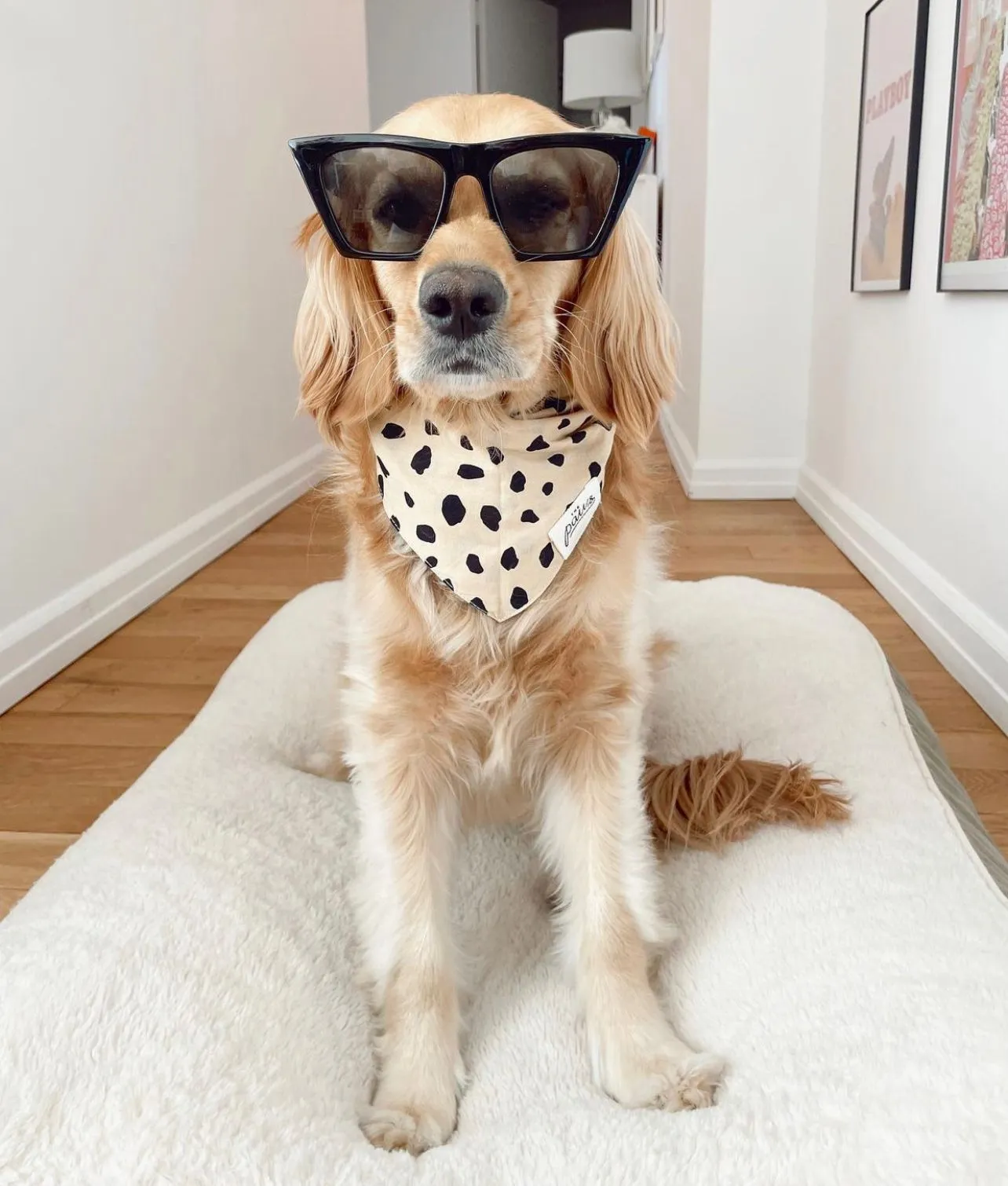 Bandanas - Good Boy