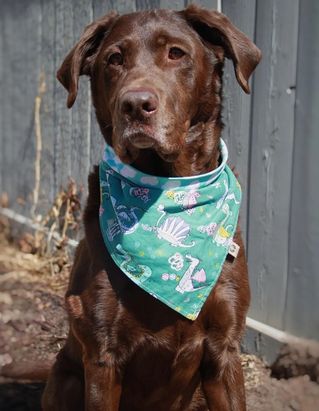 Blue Dragons Dog Bandana