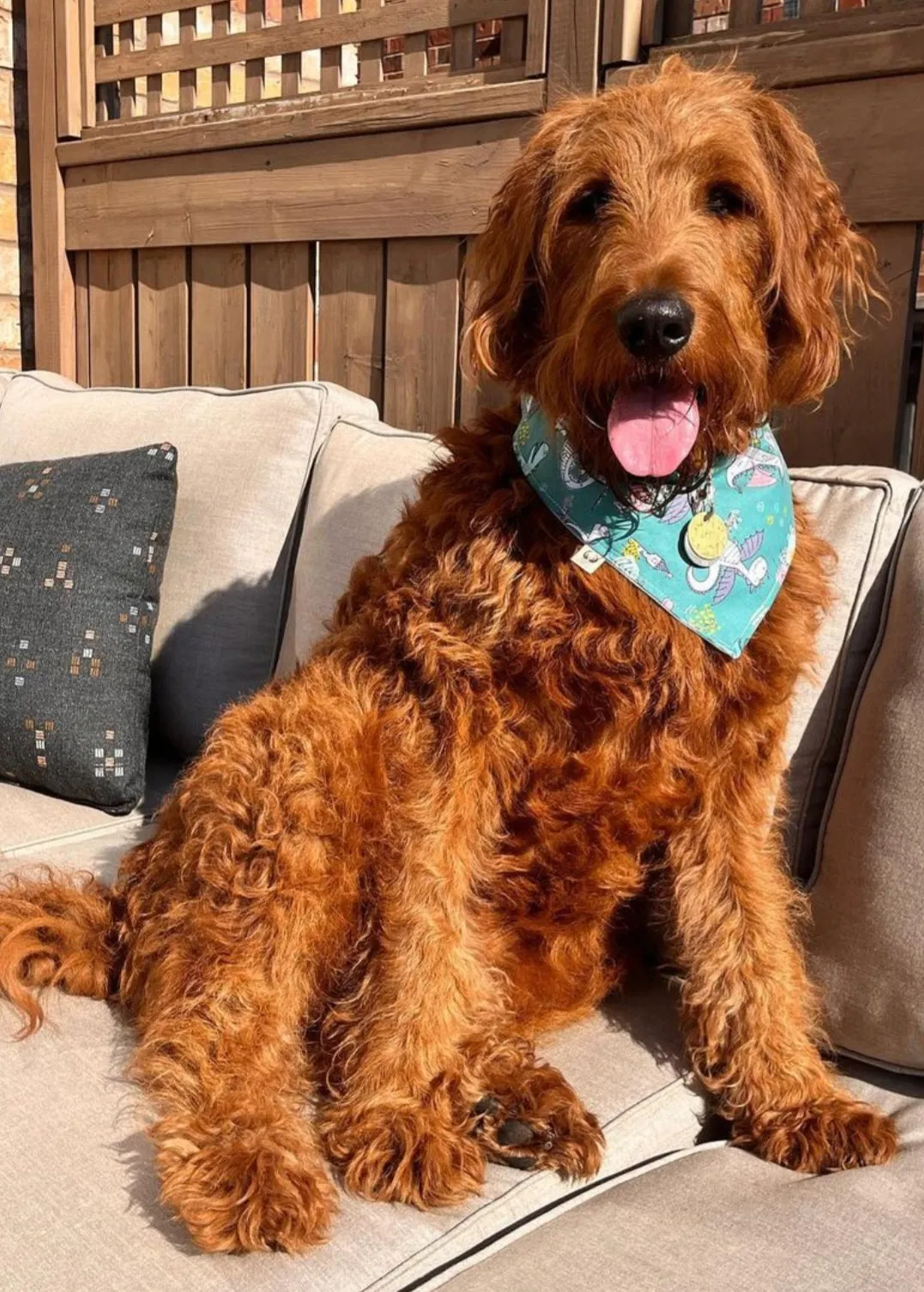 Blue Dragons Dog Bandana