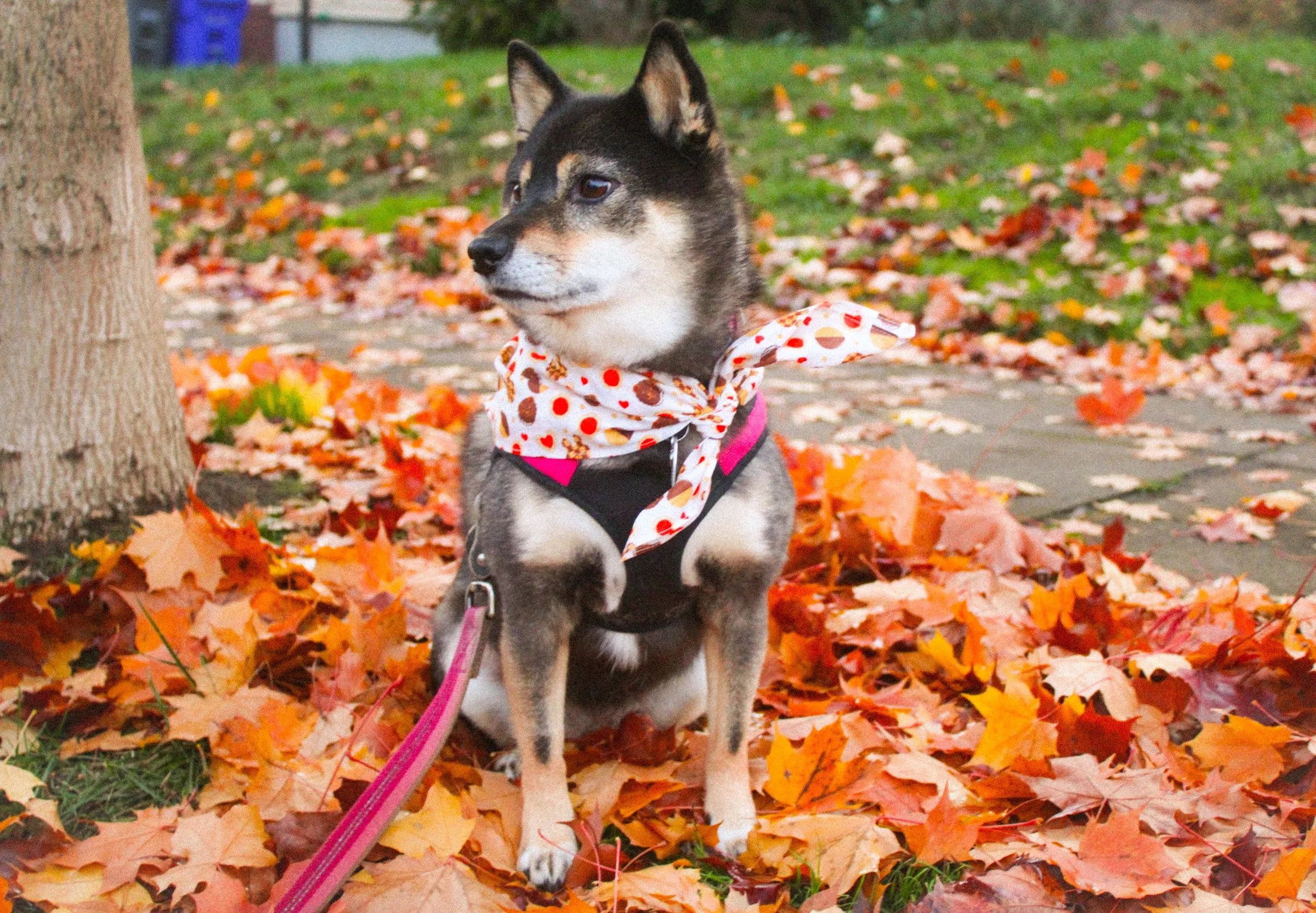 Cute Cotton Bandanas!