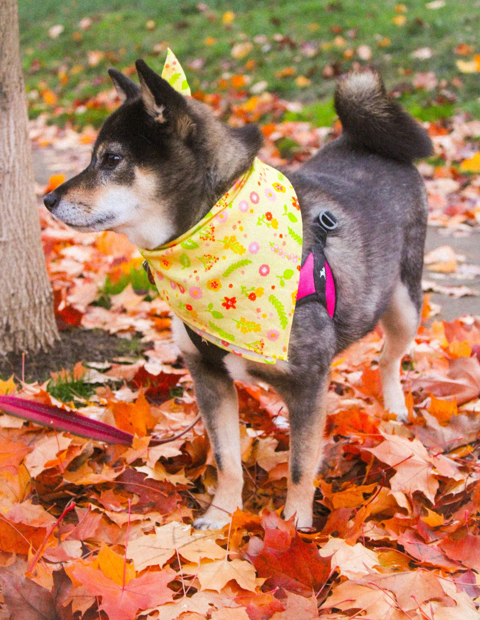 Cute Cotton Bandanas!