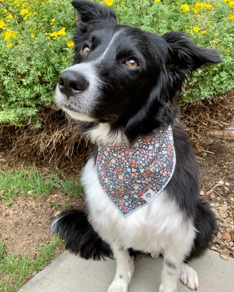 Ditzy Floral Dog Bandana<br>(Made in the USA) (FINAL SALE)