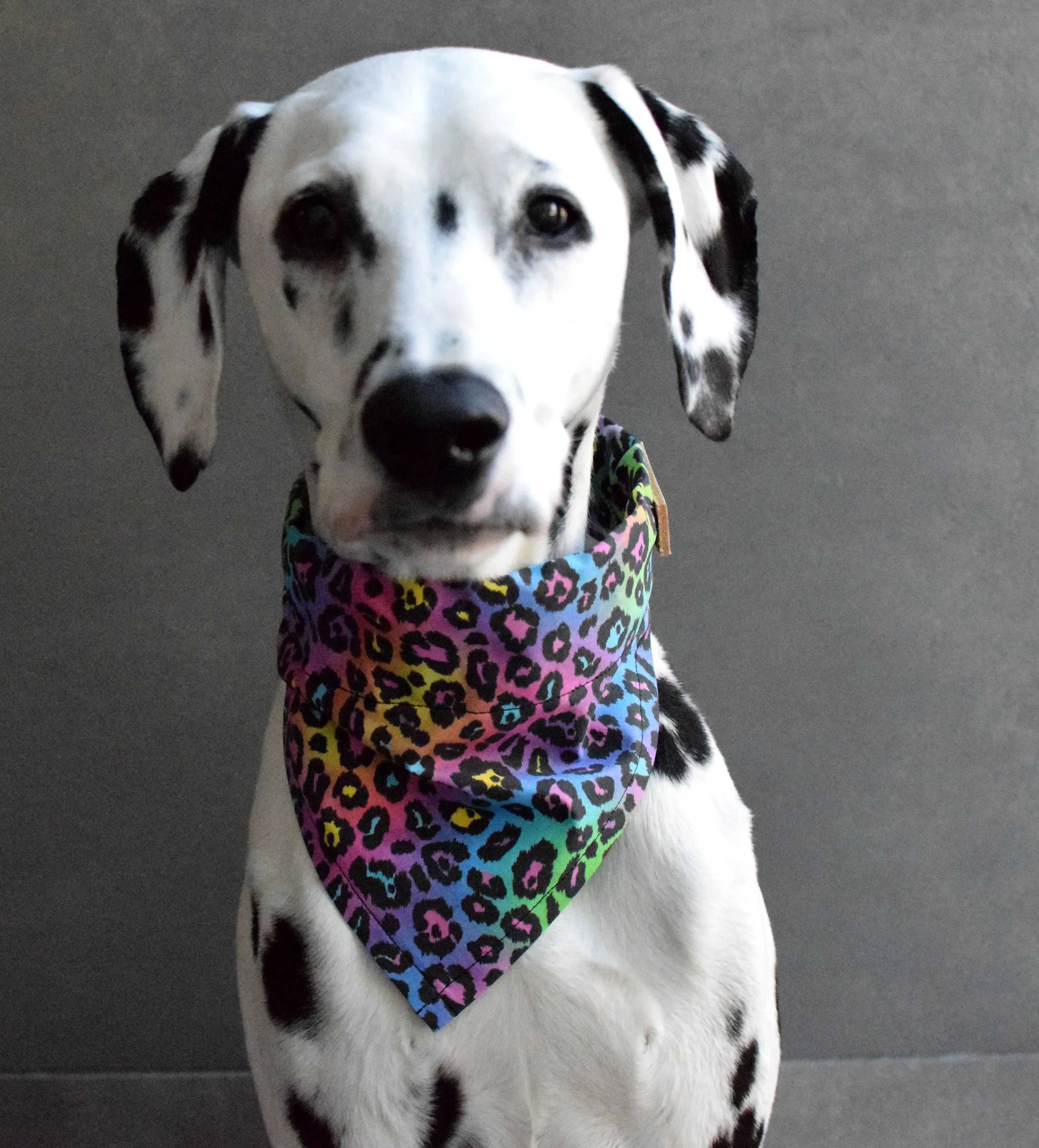 Dog Bandana - Fierce, Pride Cotton Dog Scarf