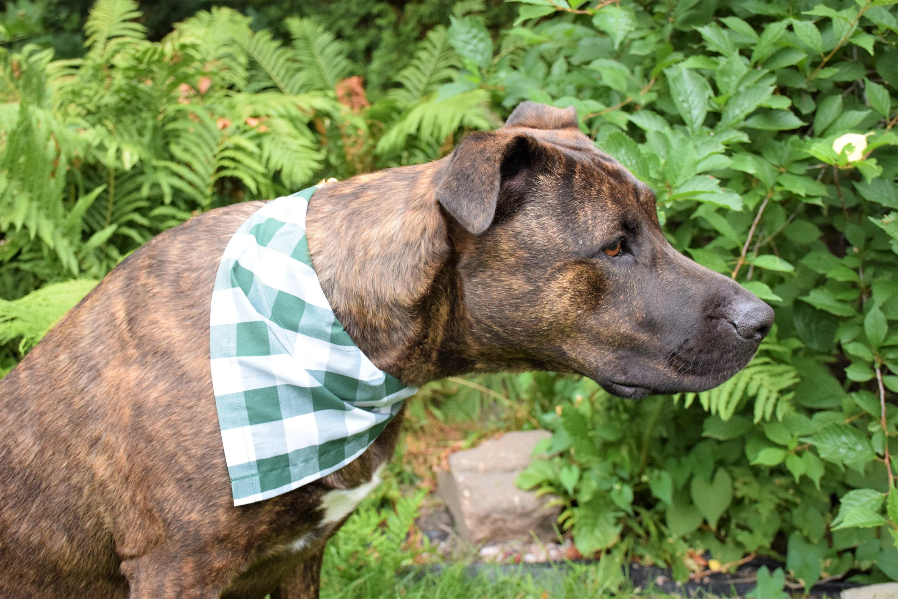 Dog Bandana - Grey Blue Plaid Cotton Dog Scarf