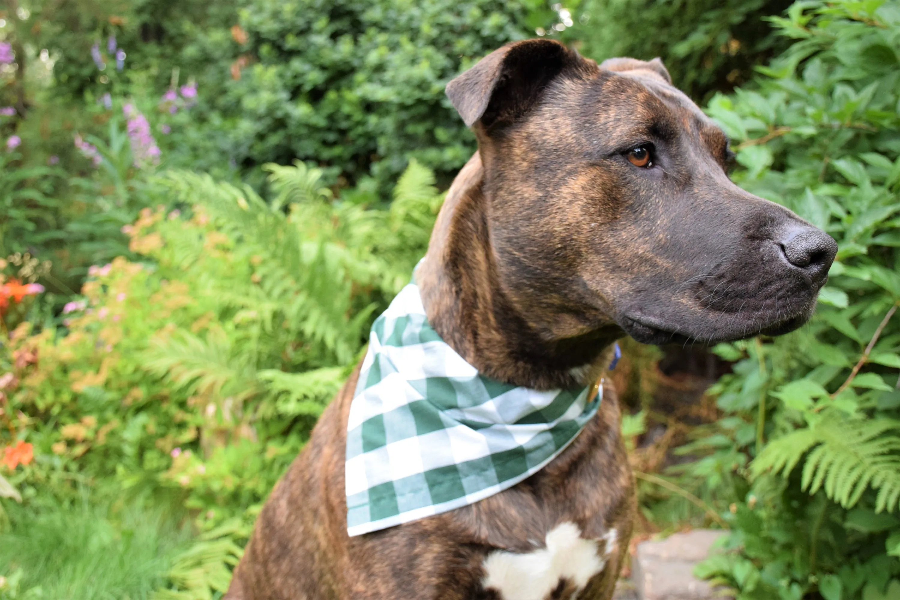 Dog Bandana - Maple Leaf Cotton Dog Scarf