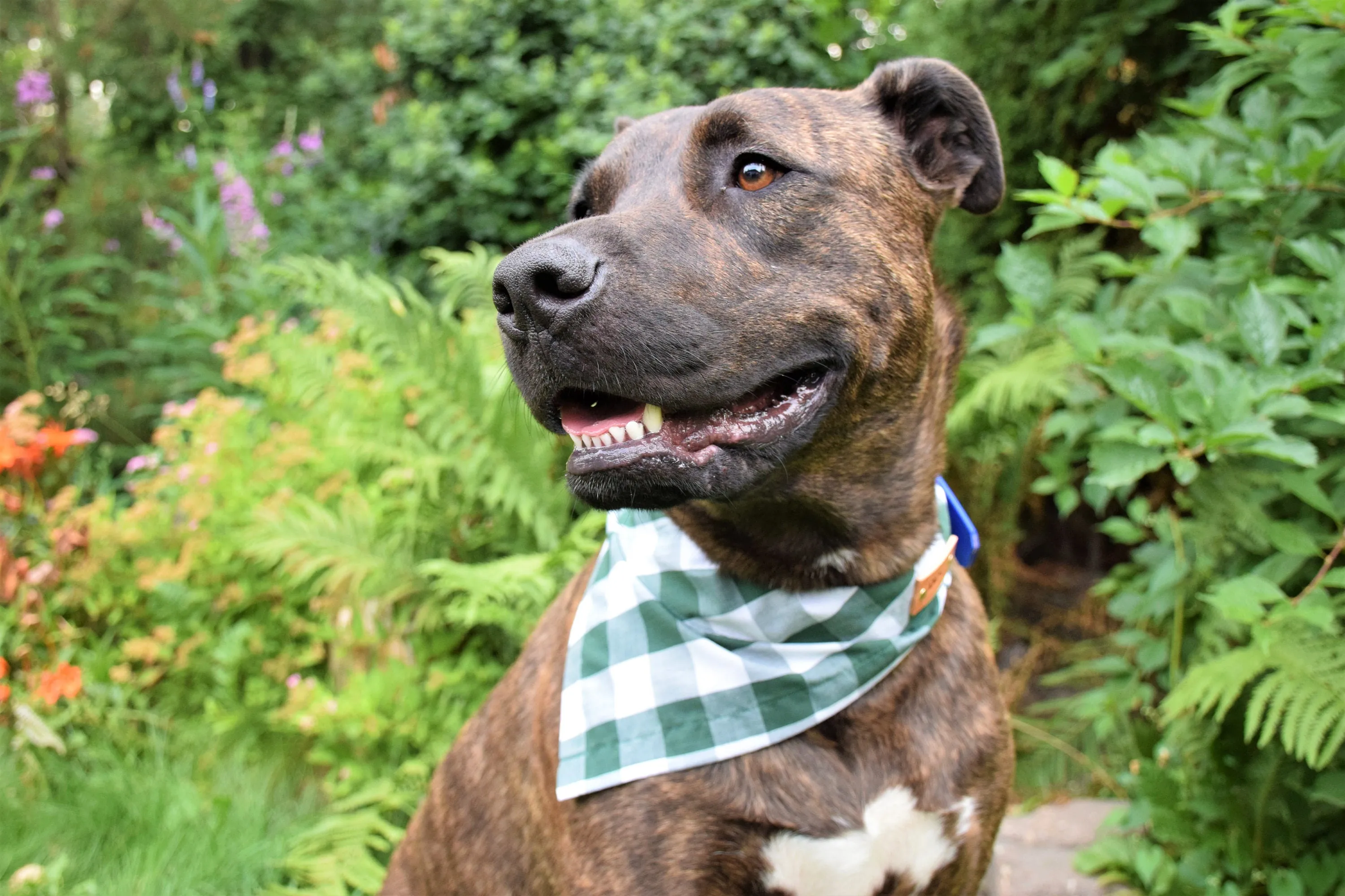 Dog Bandana - Maple Leaf Cotton Dog Scarf