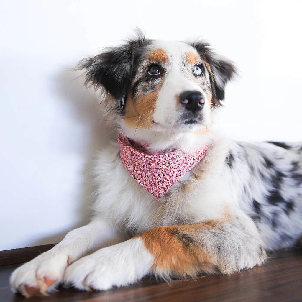 Dog Neckwear Butterfly Floral