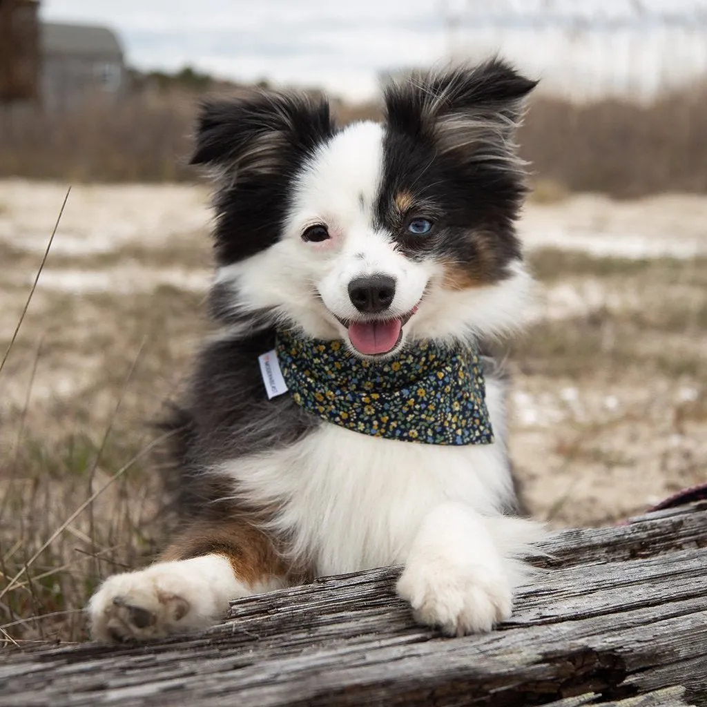 Dog Neckwear Midnight Floral