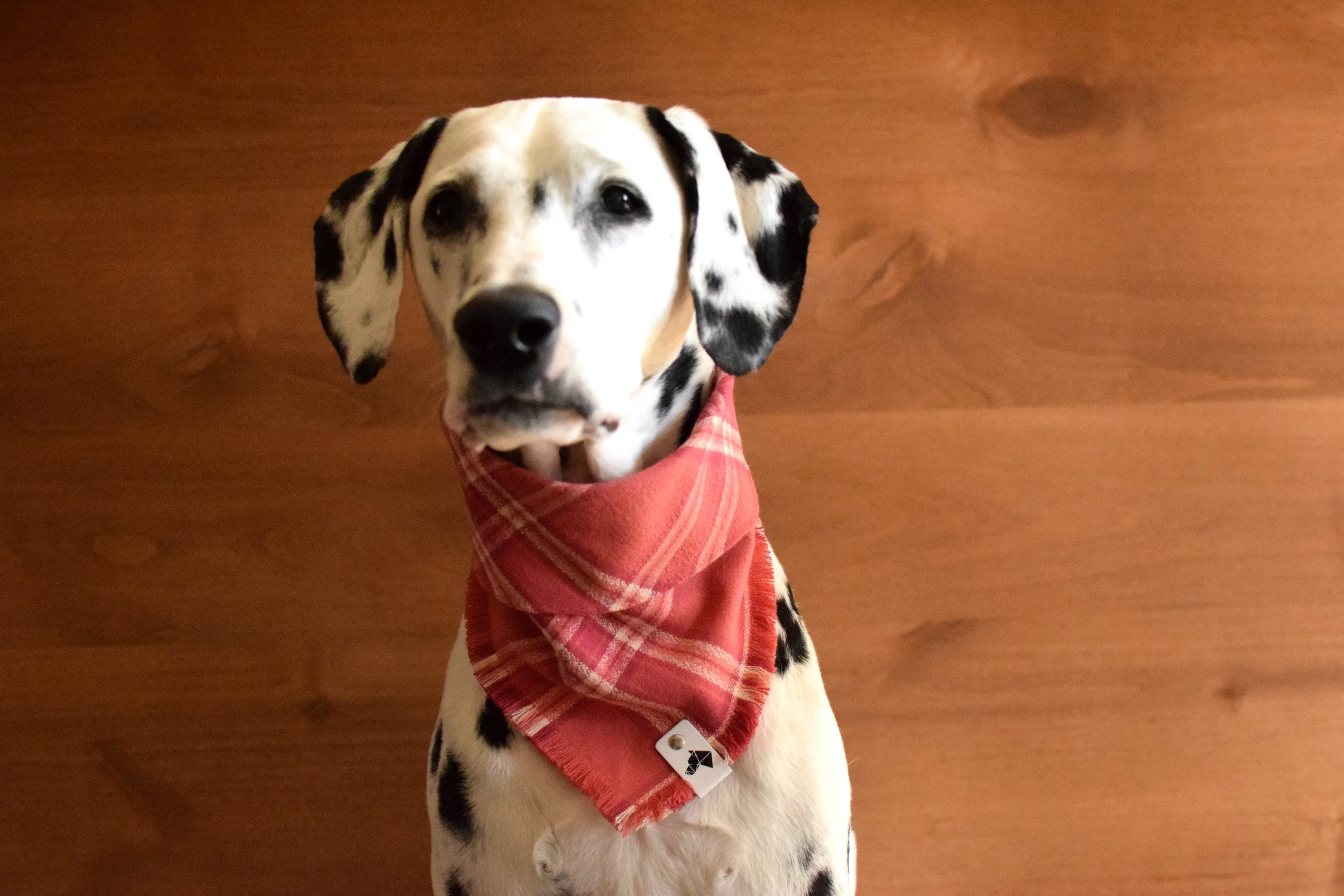 ROSÉ Fringed Flannel Dog Bandana - Snap/Tie On Cotton Scarf