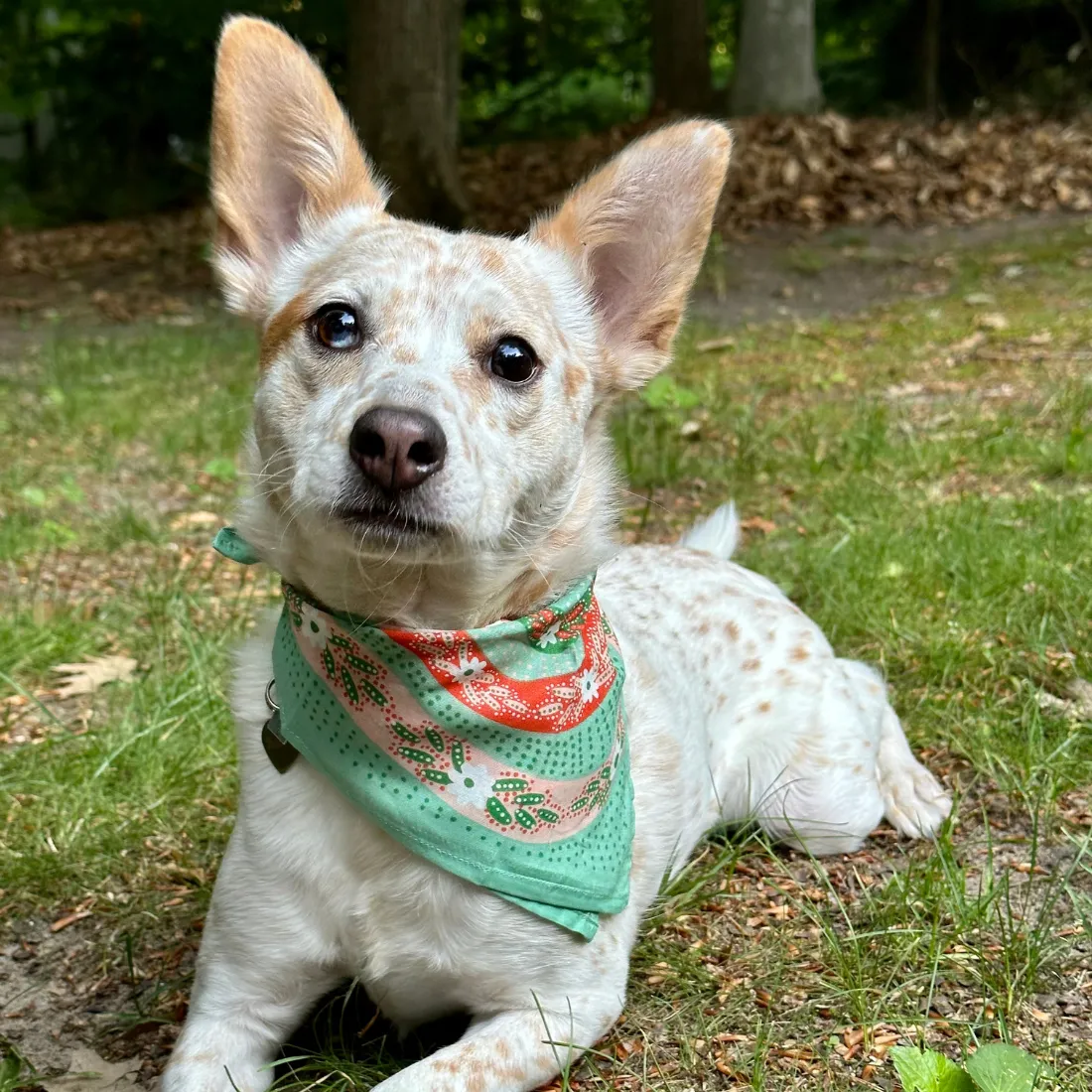 Small Aqua and Pink Snakes 14" Pocket Bandana
